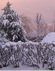 Une image contenant extérieur, arbre, neige, plante

Description générée automatiquement