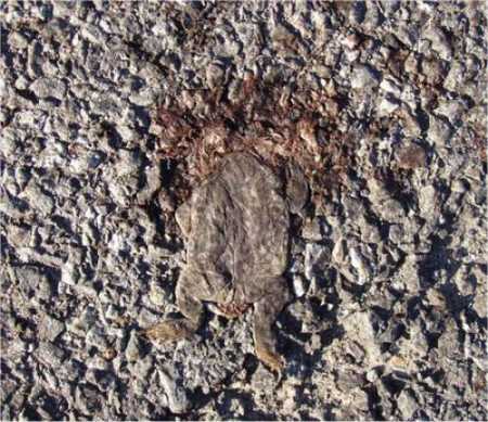 Le_crapaud