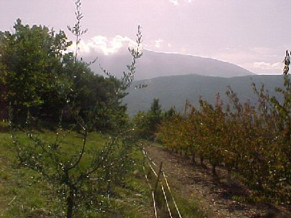 ventoux
