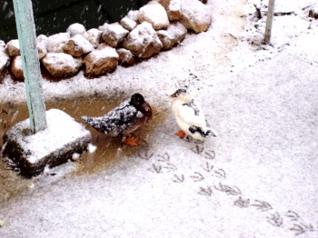 canards