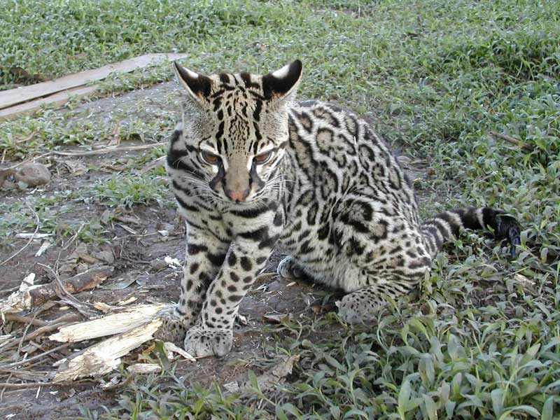 ocelot