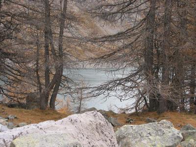 allos