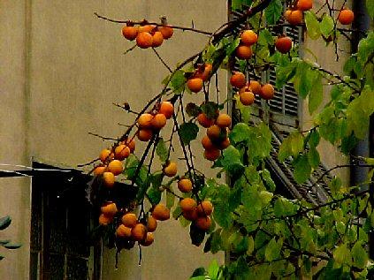 oranges