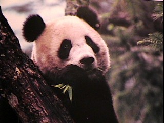 D:\Cécile\images\Photo animaux