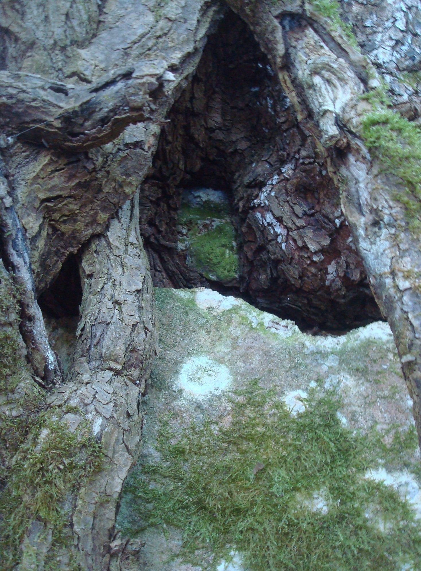 Une image contenant plein air, arbre, grotte, trompe
Description générée automatiquement