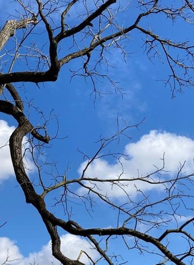 Une image contenant arbre, ciel, extérieur, plante

Description générée automatiquement