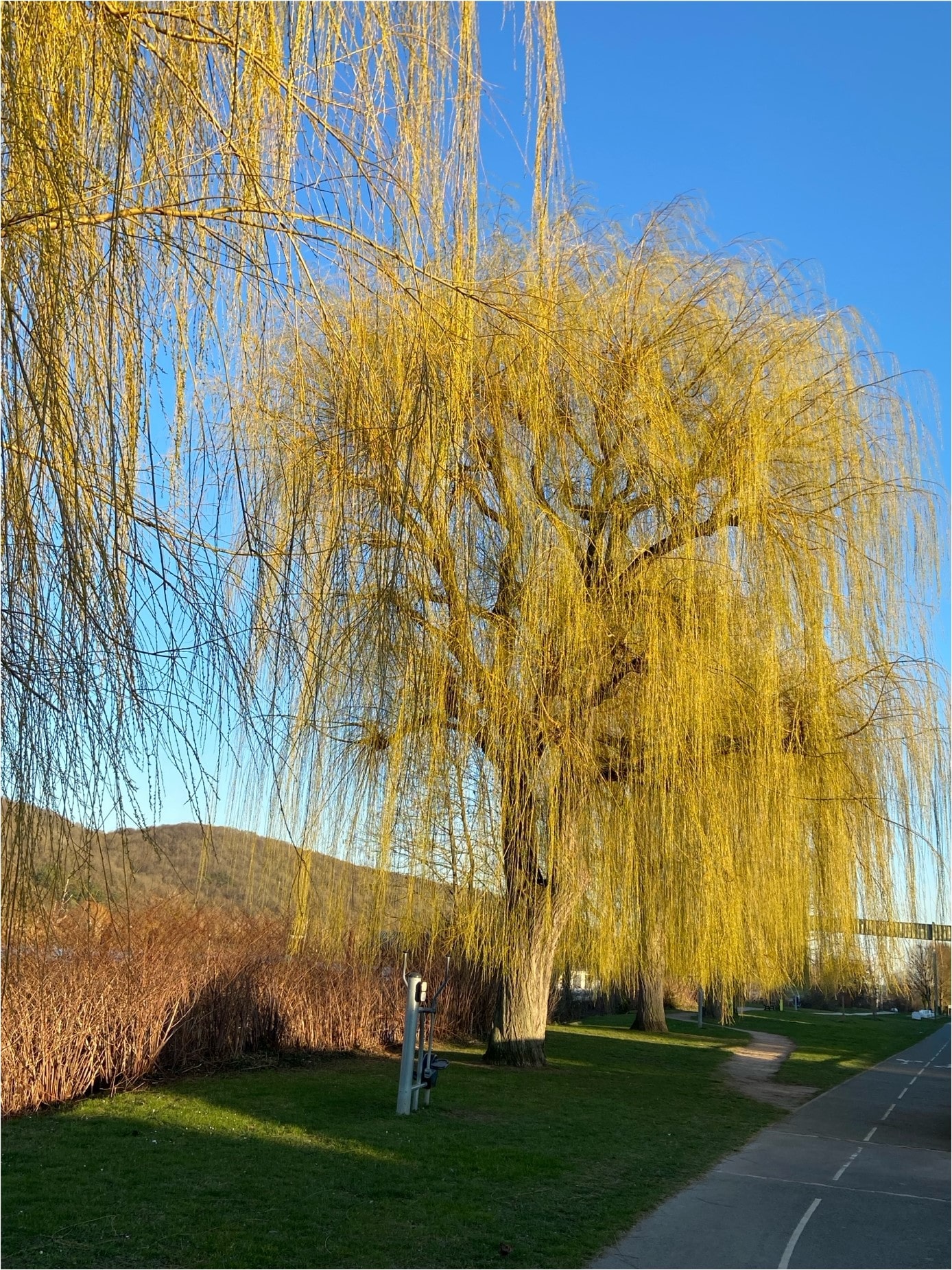 Une image contenant plante, plein air, arbre, ciel
Le contenu généré par l’IA peut être incorrect.