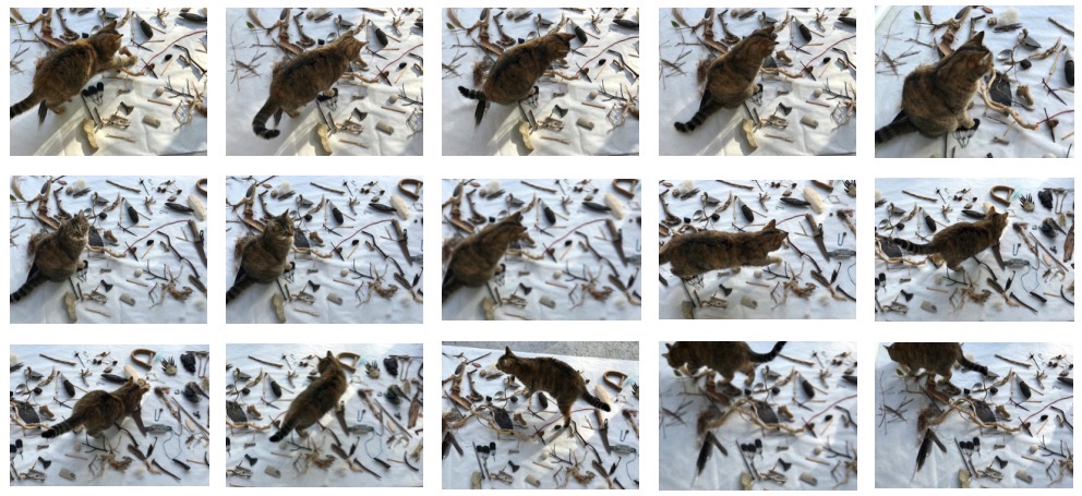 Une image contenant chat, oiseau, mammifère, différent

Description générée automatiquement