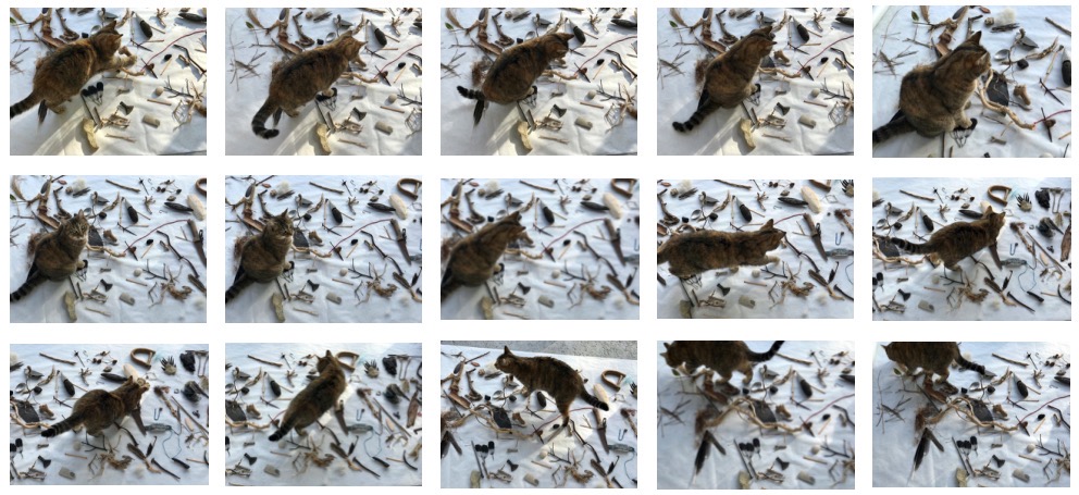 Une image contenant chat, oiseau, mammifère, différent
Description générée automatiquement